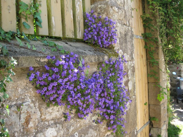 Flowers growing on an old stone wall